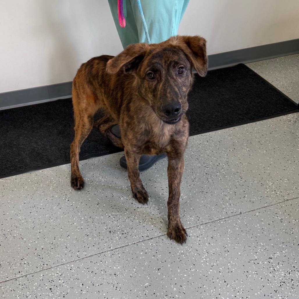 Hawthorne, Adoptable, Young Male German Shepherd Dog & Mixed Breed.