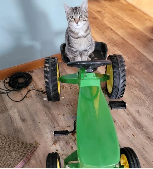 Enlarge Kabocha, a Adoptable mixed breed in Decorah, IA image 2/2