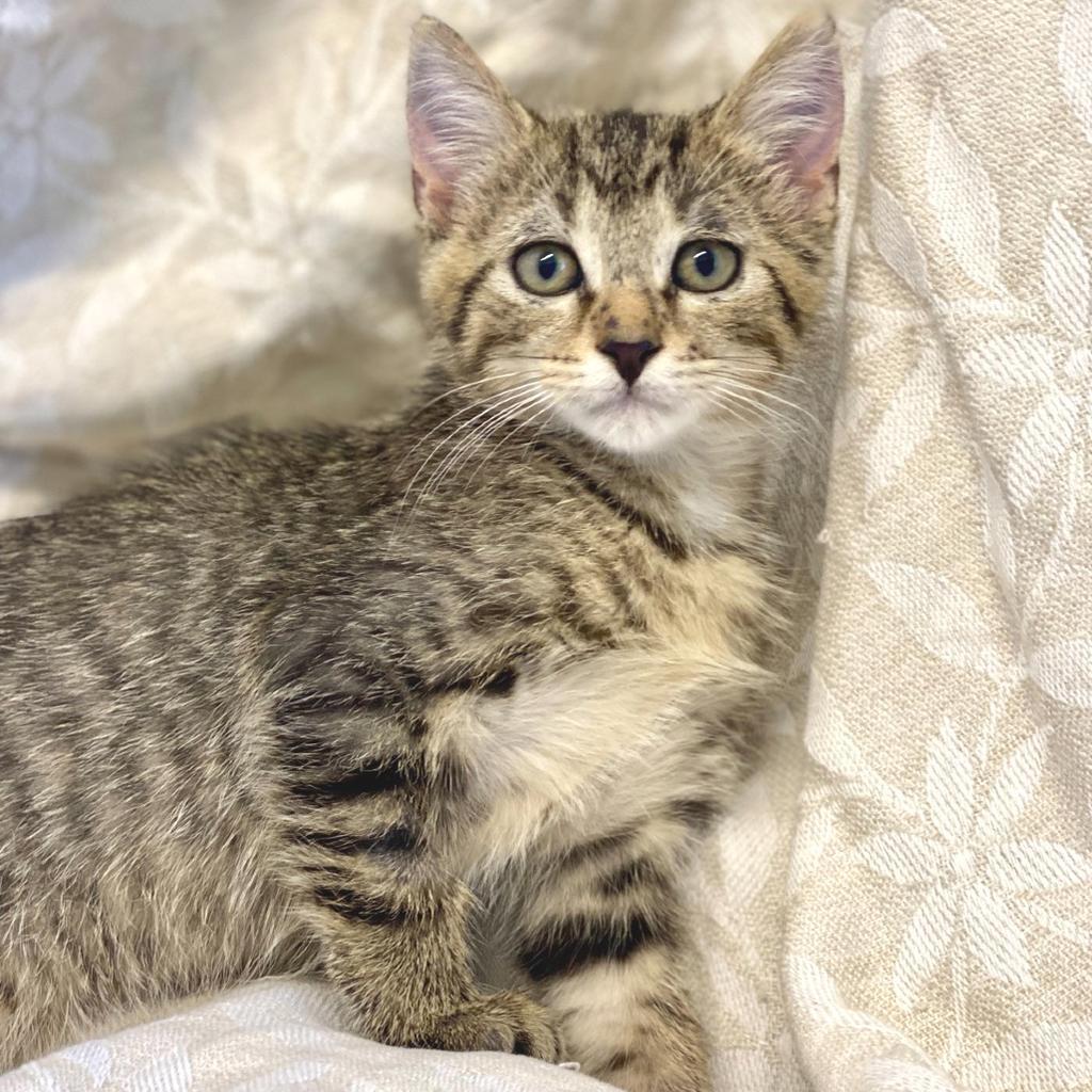 Kabocha, Adoptable, Kitten Male Domestic Short Hair.