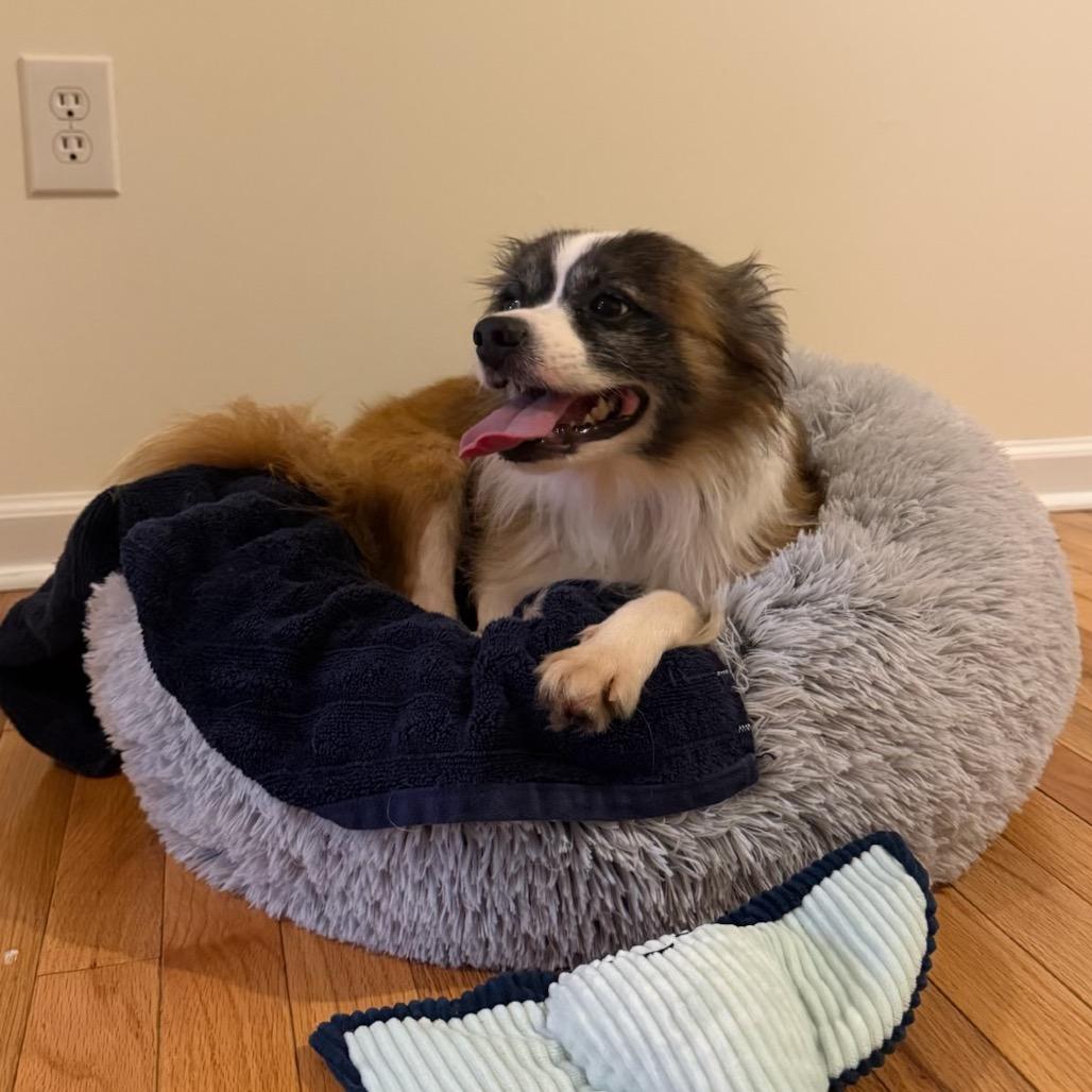 Yeti, Adopted, Adult Male Pekingese.