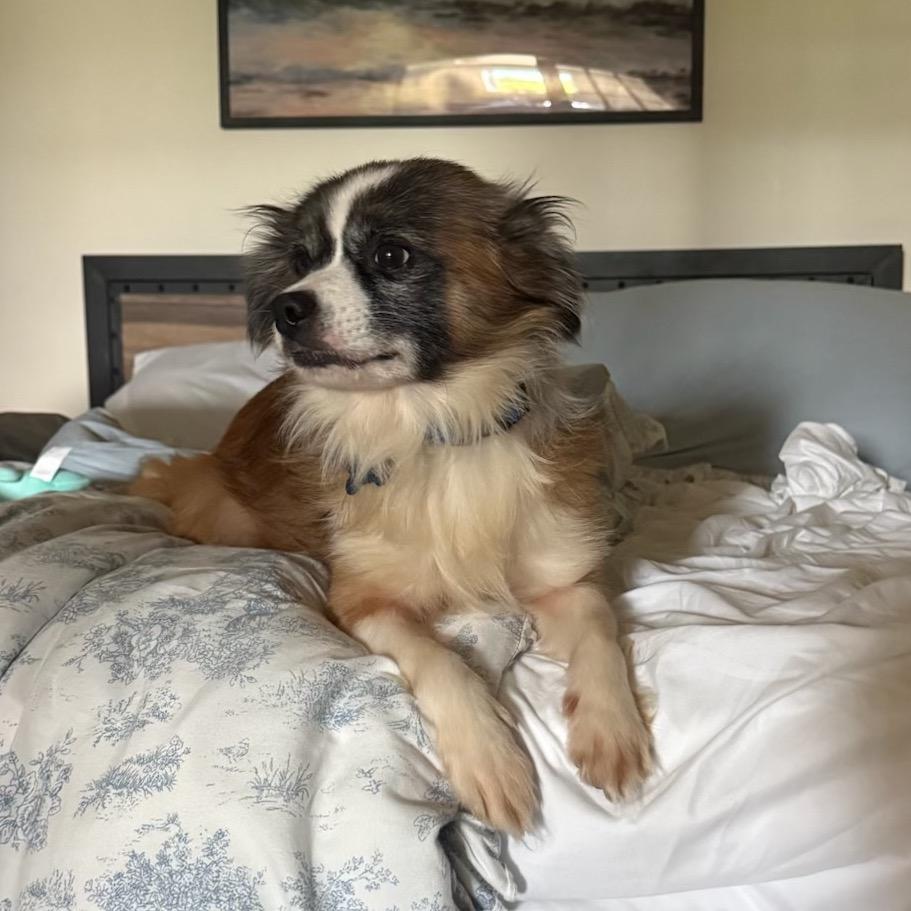 Enlarge Yeti, a Adopted mixed breed in Chester Springs, PA image 5/5