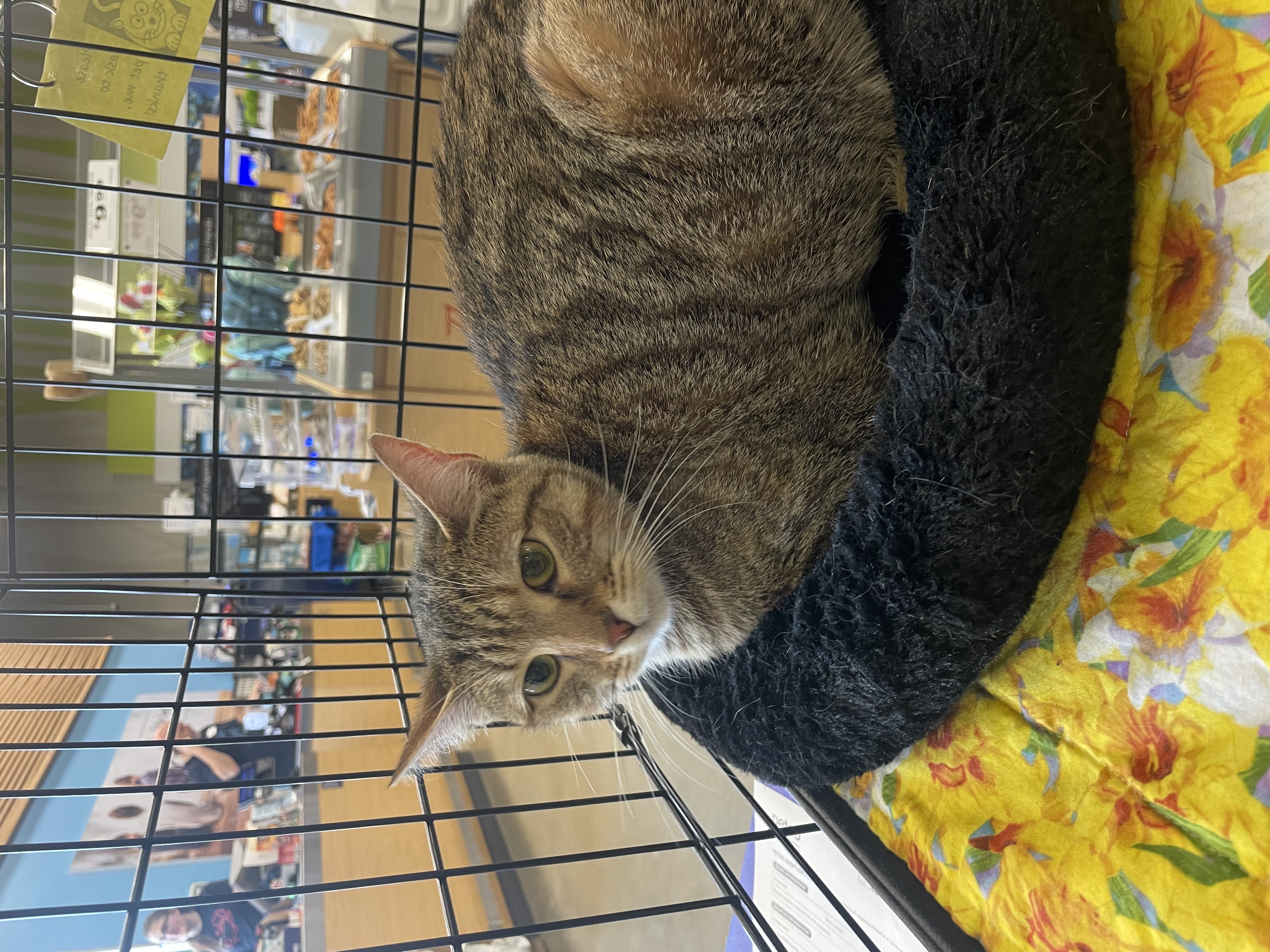Enlarge Tiger, a Adoptable Domestic Short Hair in Richmond, VA image 1/1