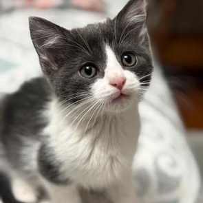 Enlarge Winchester, an adopted Domestic Short Hair in Richmond, VA image 2/4