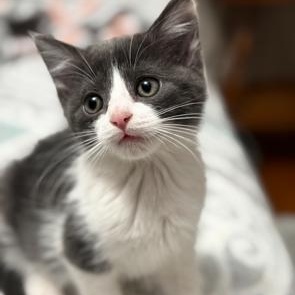 Enlarge Winchester, an adopted Domestic Short Hair in Richmond, VA image 1/4