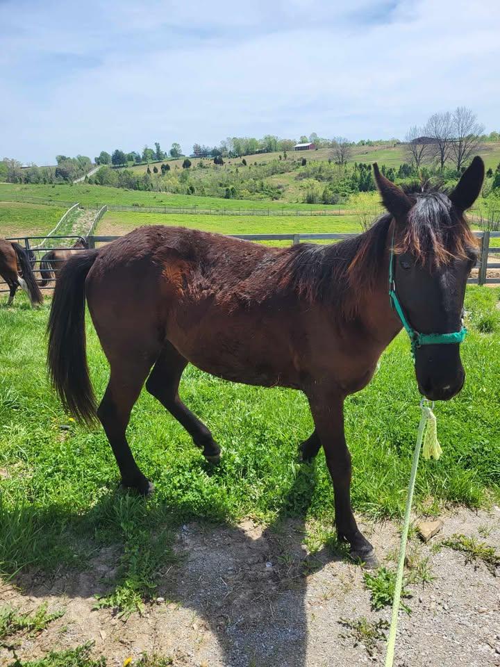 Enlarge Stanley, a Adoptable mixed breed in Leitchfield , KY image 1/4