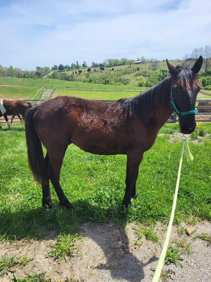 Stanley, Adoptable, Young Male Friesian & Standardbred.