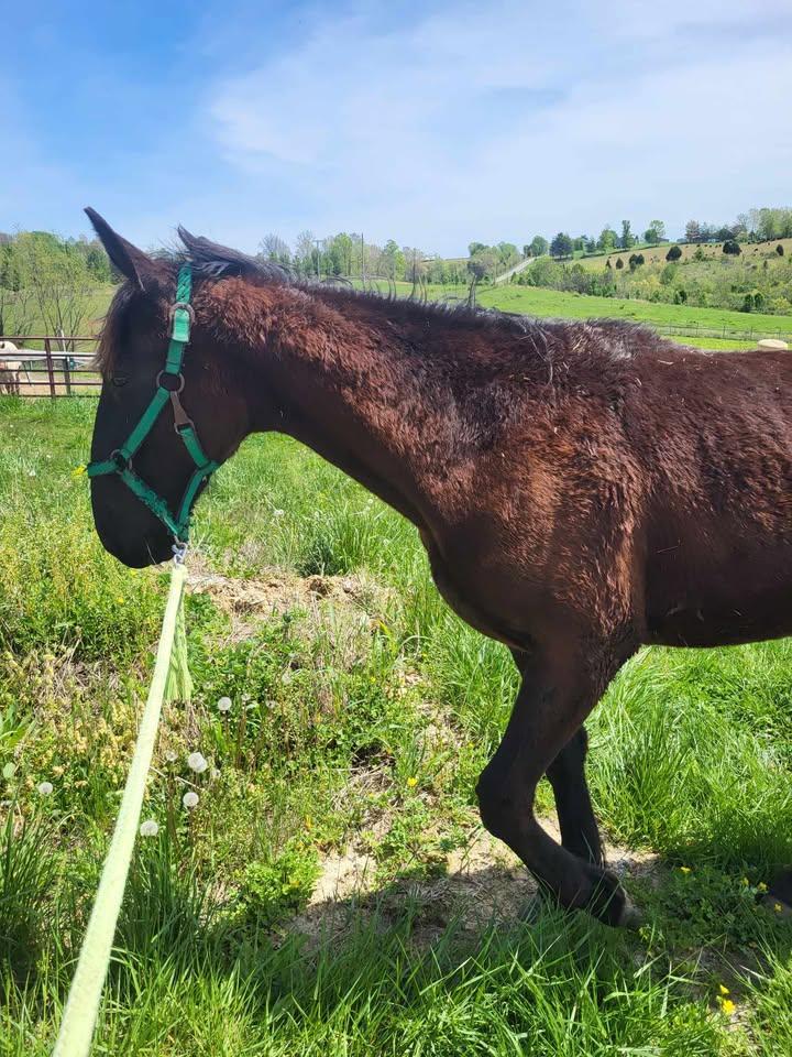 Enlarge Stanley, a Adoptable mixed breed in Leitchfield , KY image 3/4