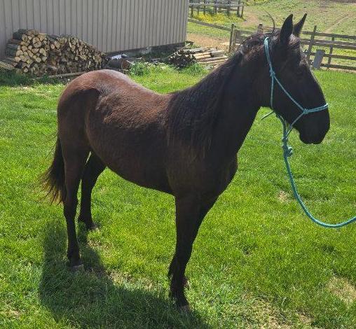 Enlarge Stanley, a Adoptable mixed breed in Leitchfield , KY image 4/5