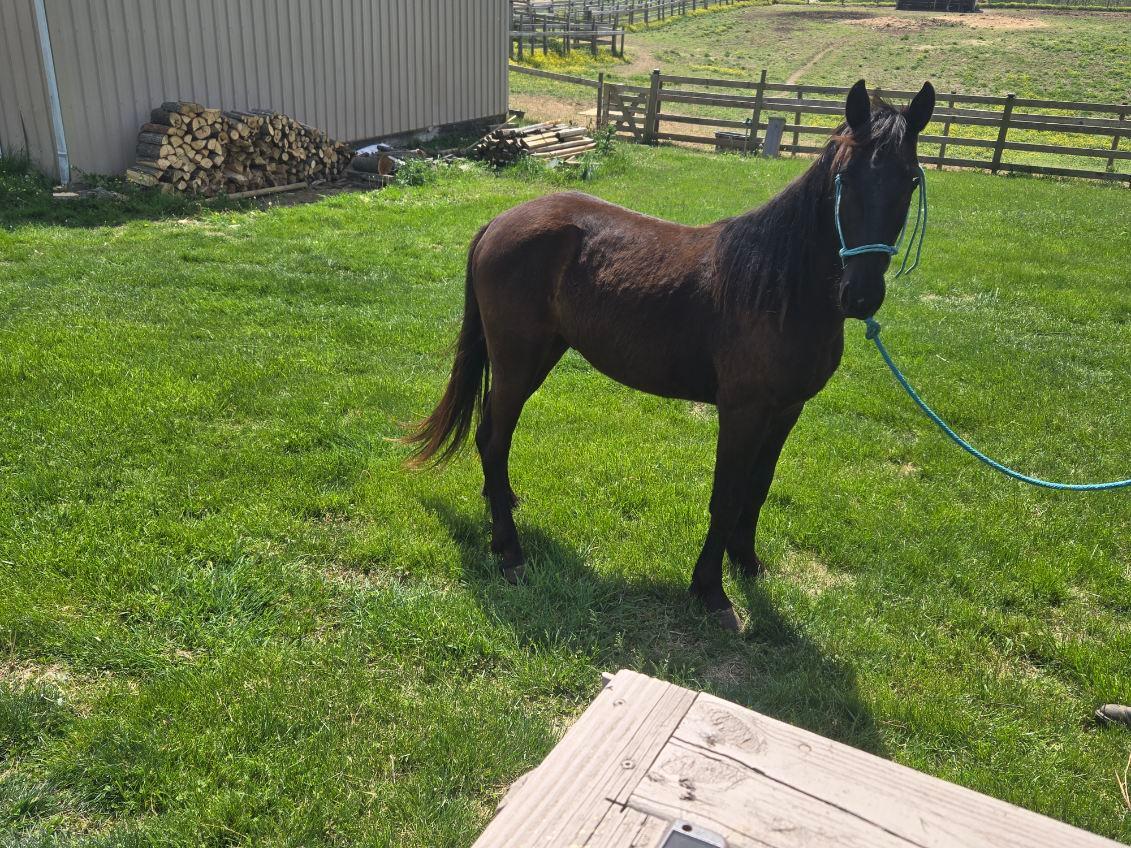 Enlarge Stanley, a Adoptable mixed breed in Leitchfield , KY image 5/5