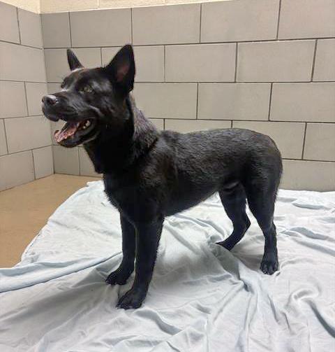 Romaine, a ADOPTABLE Mixed Breed in Nashville, TN image 2/2