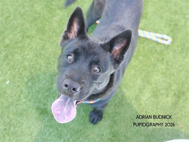 Romaine, a ADOPTABLE Mixed Breed in Nashville, TN image 1/2