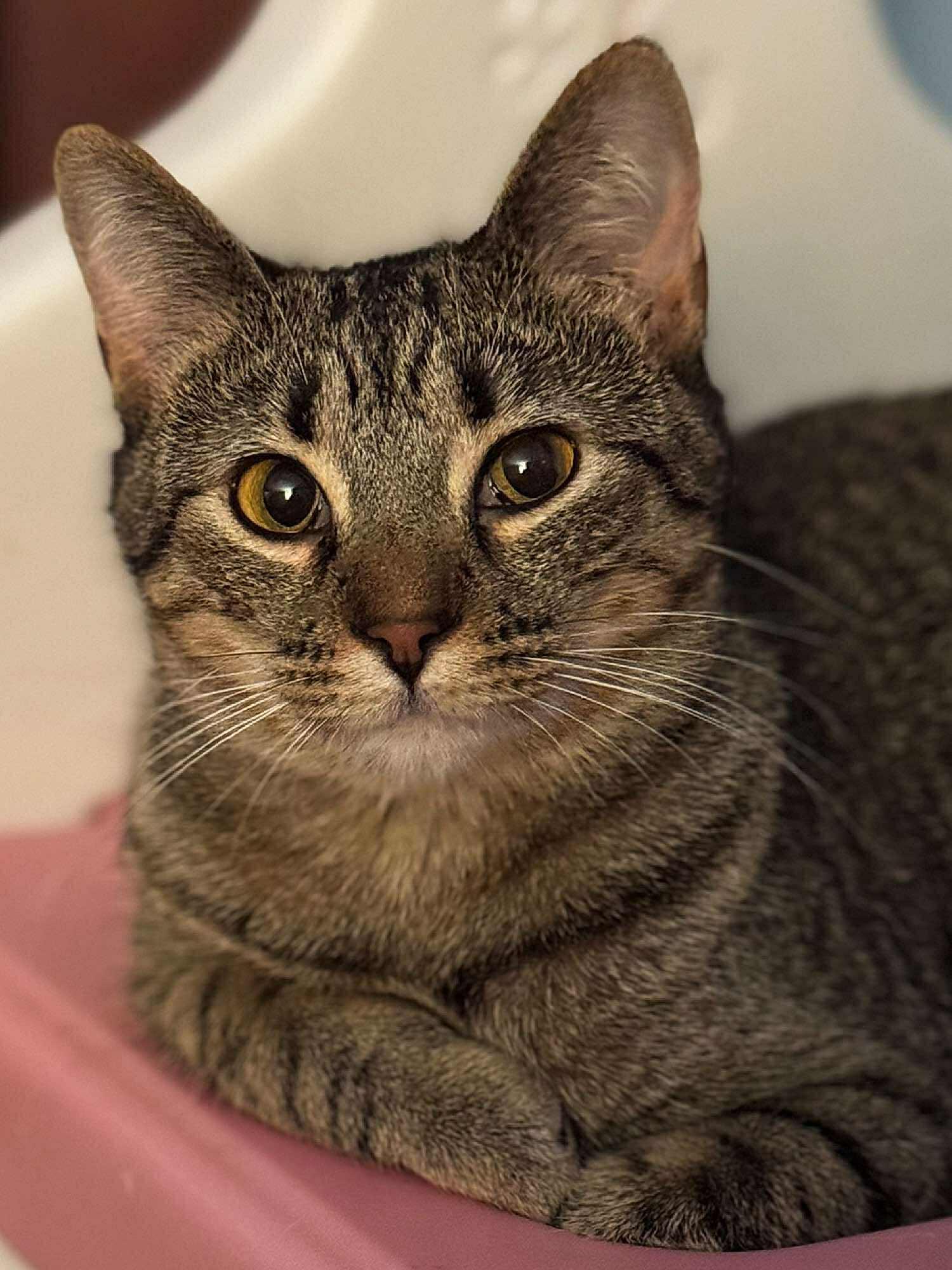 Lotus, Adoptable, Young Female Domestic Short Hair.