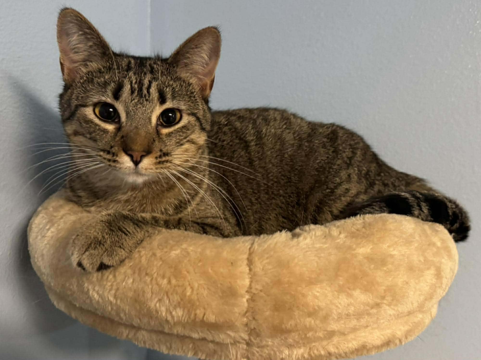 Enlarge Lotus, a Adoptable Domestic Short Hair in Sioux Falls, SD image 2/6