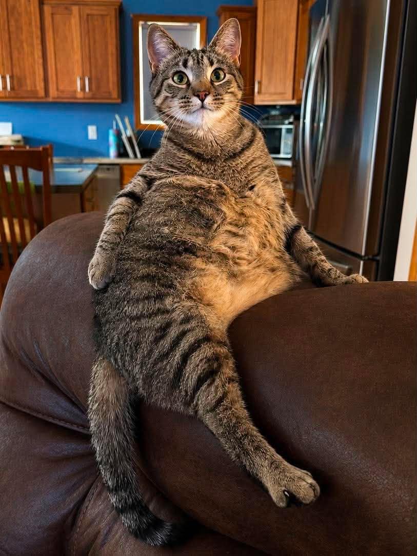 Enlarge Lotus, an adoptable Domestic Short Hair in Sioux Falls, SD image 6/6
