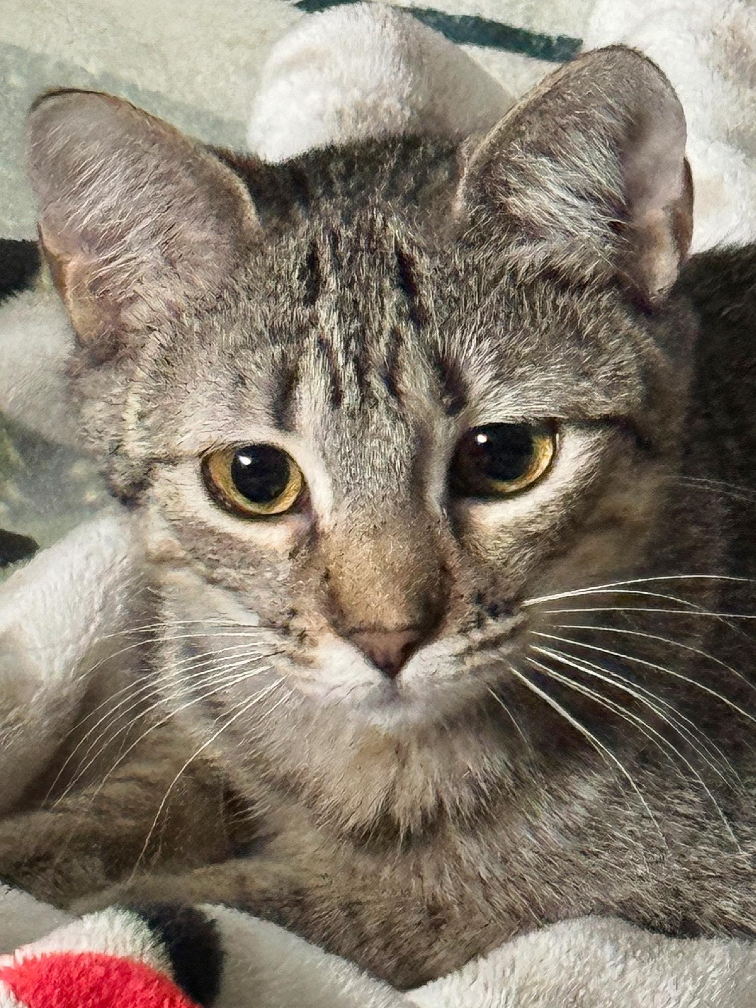 Lotus, a Adoptable Domestic Short Hair in Sioux Falls, SD image 6/6