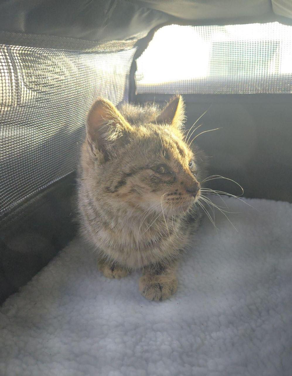 Lotus, a Adoptable Domestic Short Hair in Sioux Falls, SD image 5/6