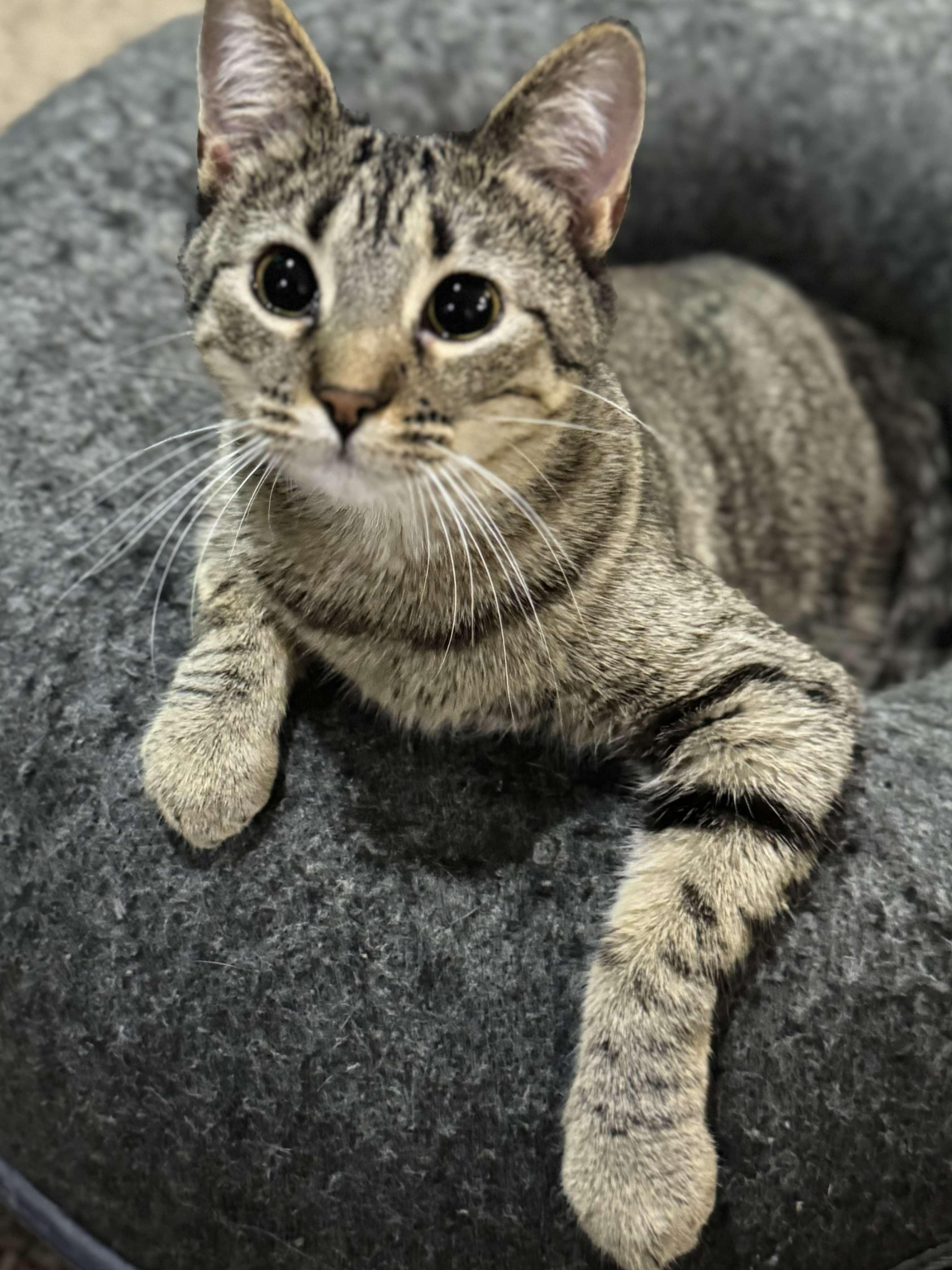 Lotus, an adoptable Domestic Short Hair in Sioux Falls, SD, 57101 | Photo Image 4