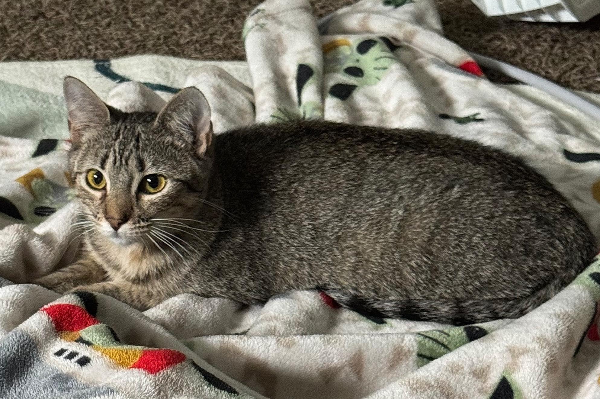 Lotus, a Adoptable Domestic Short Hair in Sioux Falls, SD image 3/6