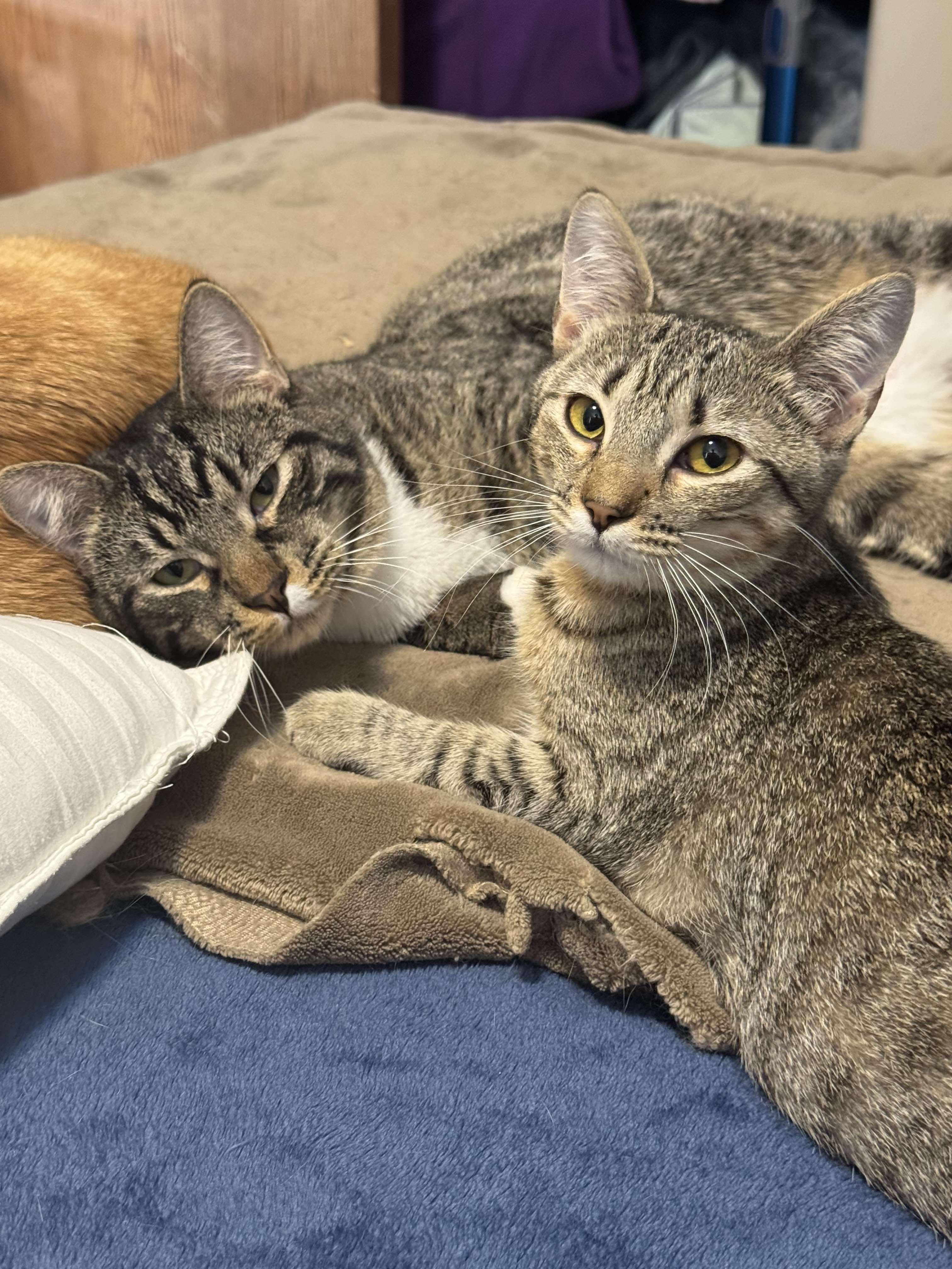 Lotus, a Adoptable Domestic Short Hair in Sioux Falls, SD image 4/6