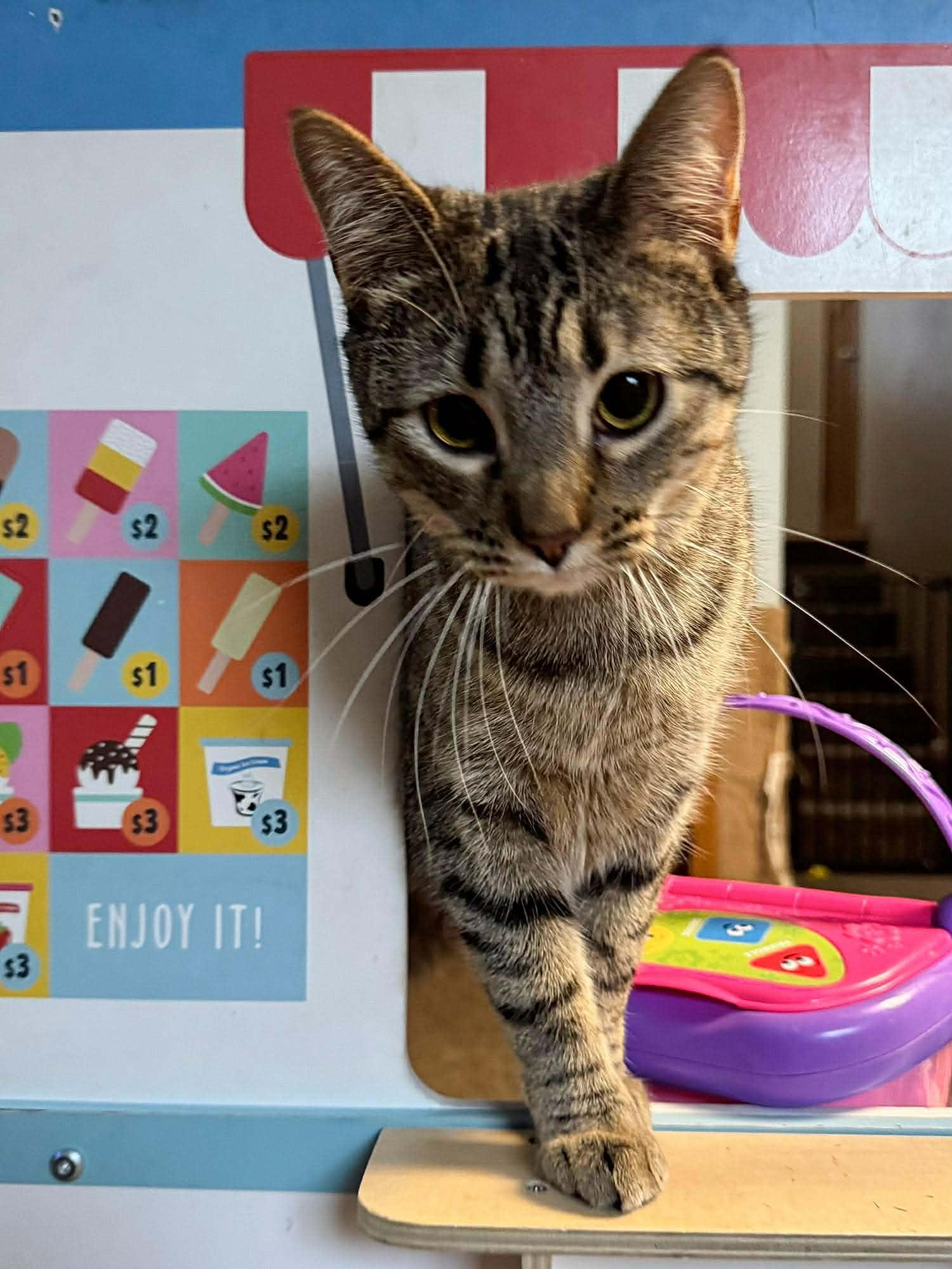 Enlarge Lotus, a Adoptable Domestic Short Hair in Sioux Falls, SD image 6/6