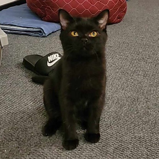 Cat for adoption Rue & Matilda (sistas!), a Tuxedo & Bombay Mix in