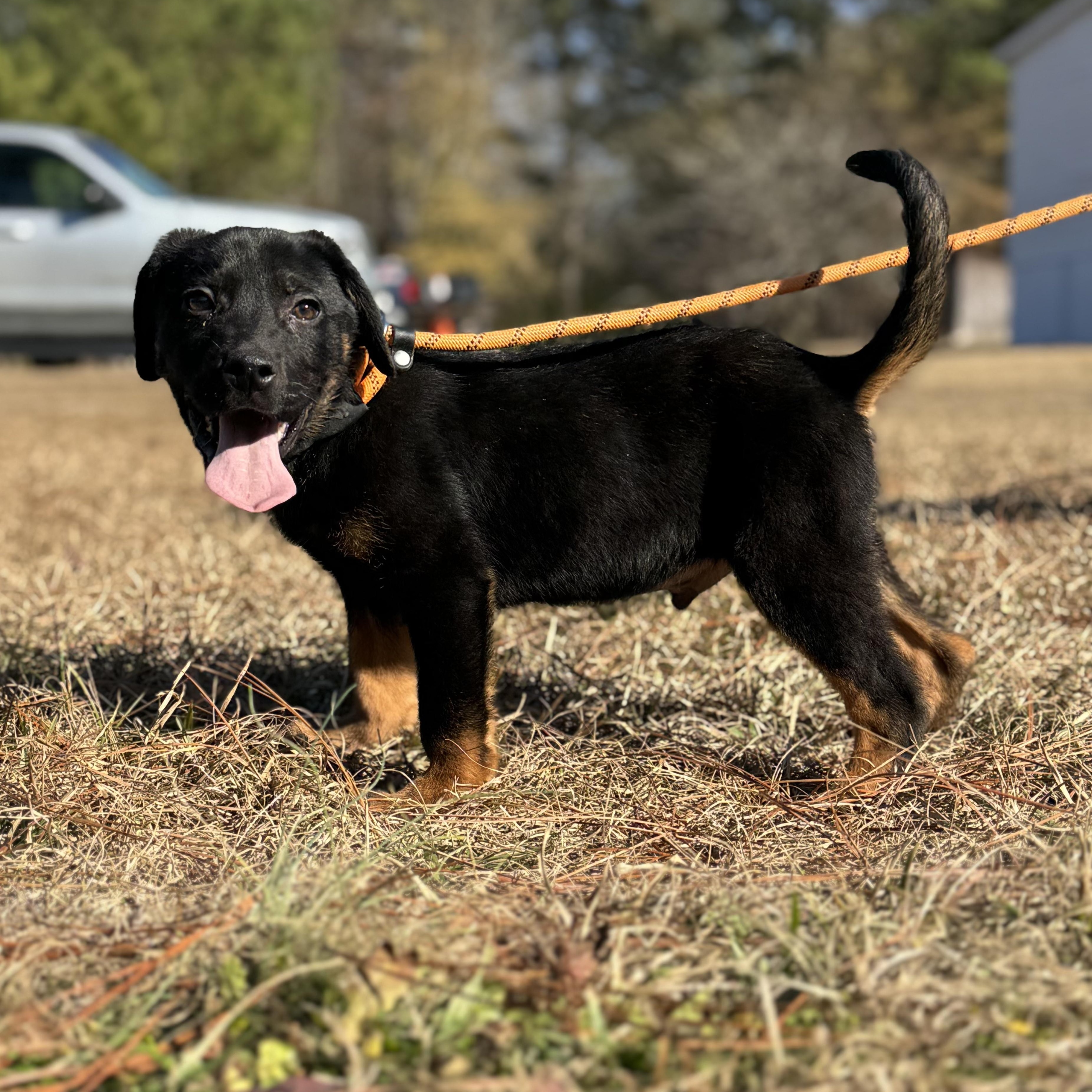 Enlarge Gunnar, a ADOPTABLE mixed breed in Oak Bluffs, MA image 1/1