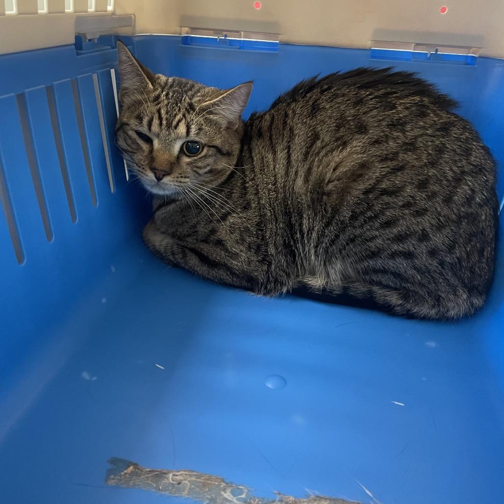 Tiger, Adoptable, Young Male Domestic Short Hair.