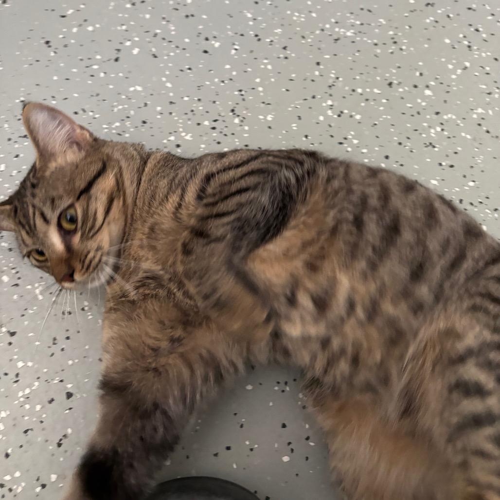 Enlarge Tiger, a Adoptable mixed breed in Galax, VA image 2/3