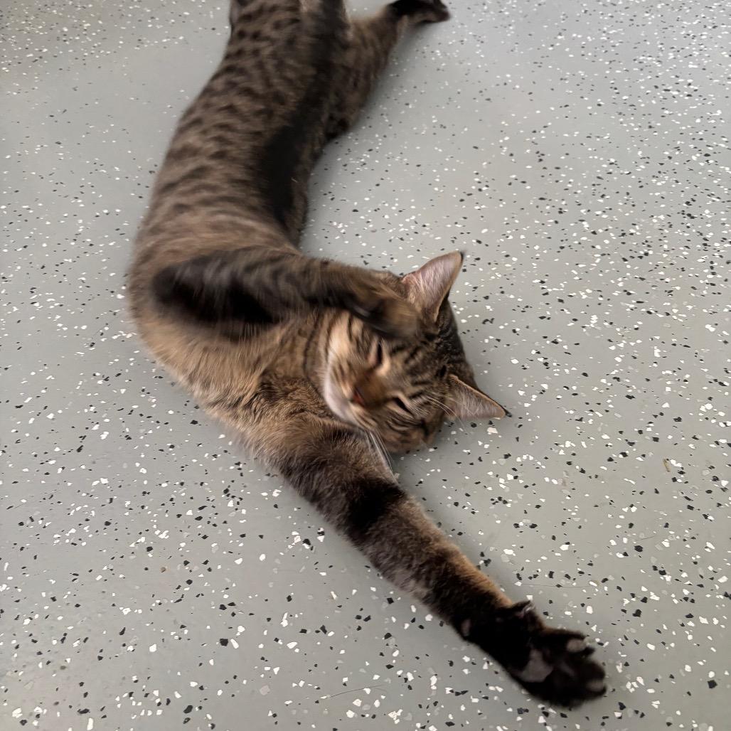 Enlarge Tiger, a Adoptable mixed breed in Galax, VA image 3/3