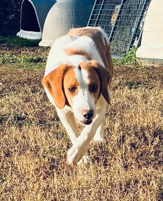 Maggie, Adoptable, Adult Female Beagle & Mixed Breed.