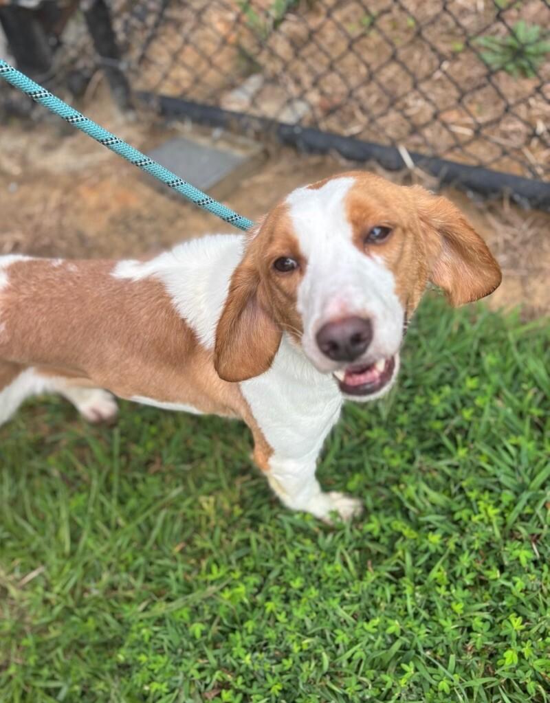 Maggie, a Adoptable mixed breed in Disputanta, VA image 2/6