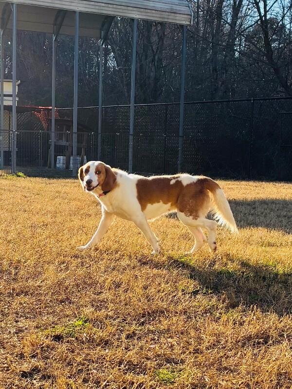 Maggie, a Adoptable mixed breed in Disputanta, VA image 3/6