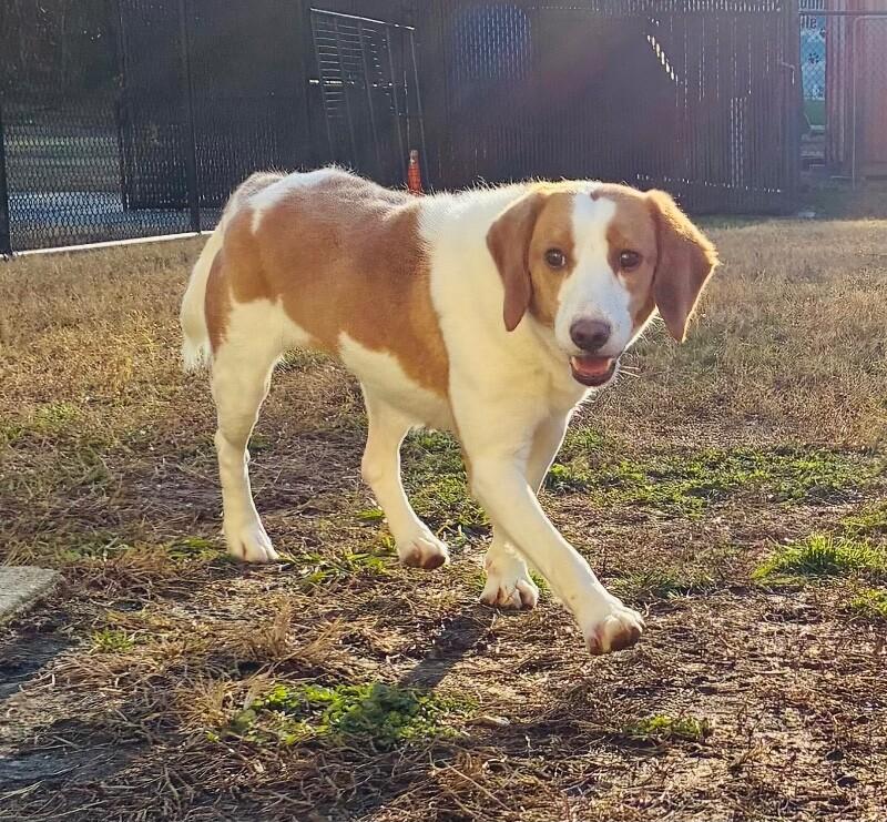 Maggie, a Adoptable mixed breed in Disputanta, VA image 4/6