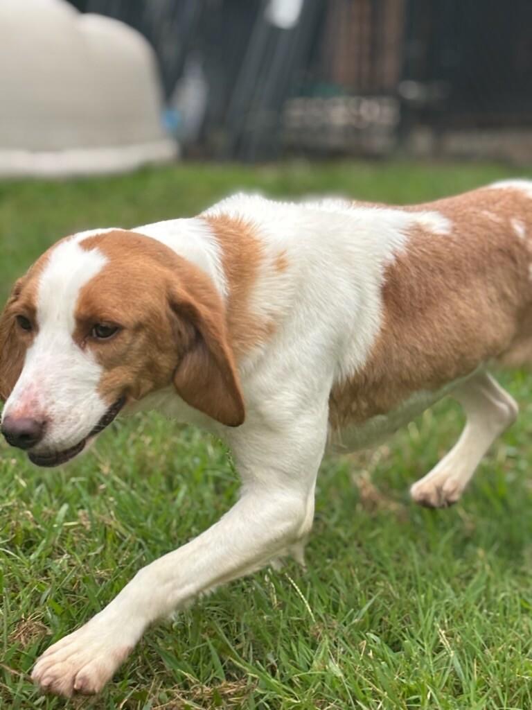 Maggie, a Adoptable mixed breed in Disputanta, VA image 5/6