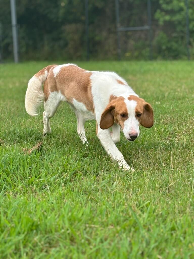 Maggie, a Adoptable mixed breed in Disputanta, VA image 6/6