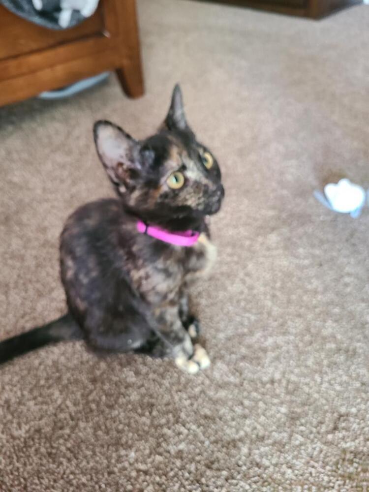 Calico Angel, Adopted, Kitten Female Domestic Short Hair.