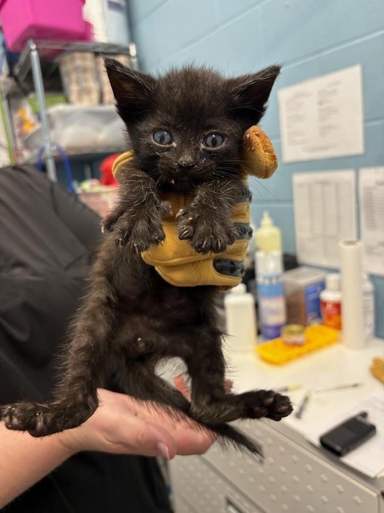 Fennel, Adopted, Kitten Male Domestic Short Hair.