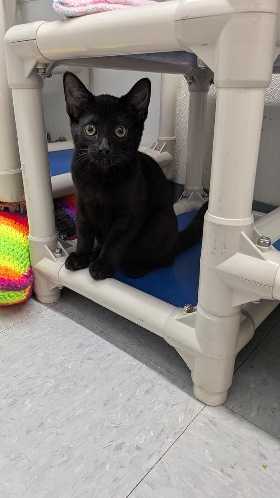 Enlarge Fennel, a Adopted Domestic Short Hair in Evansville, IN image 2/2