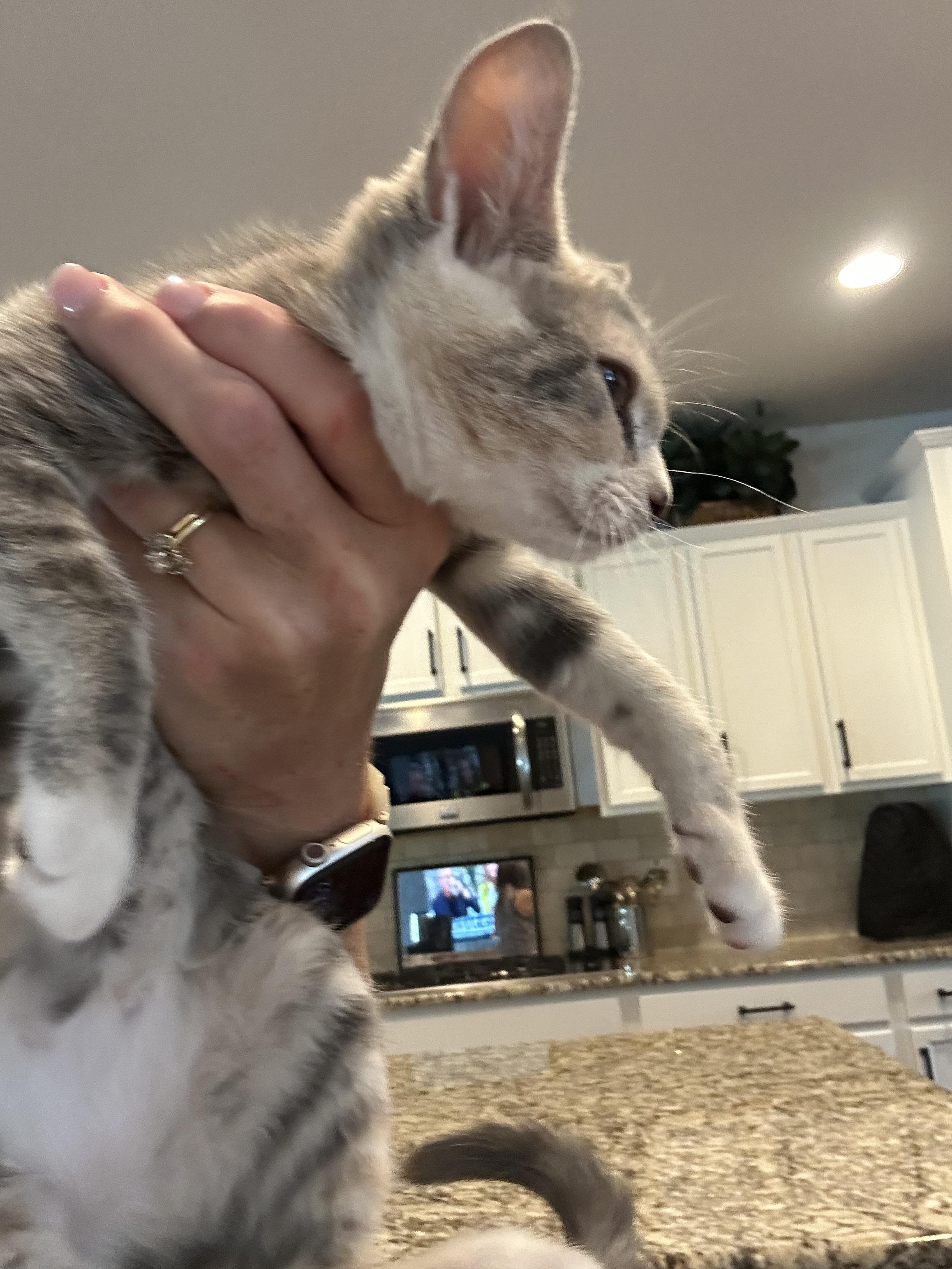 Rosie photo 2