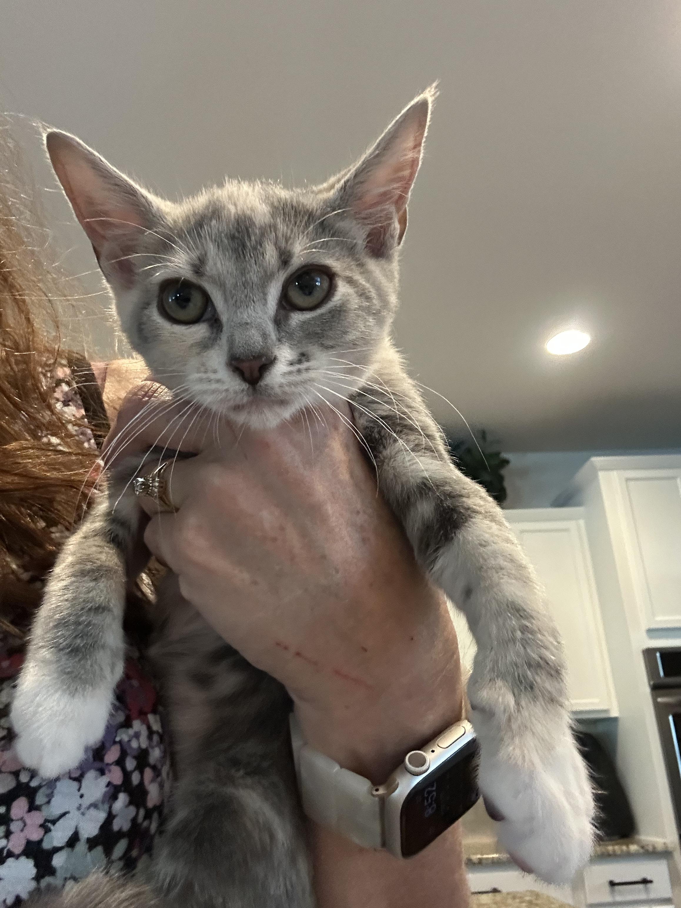 Rosie, Young Female American Shorthair