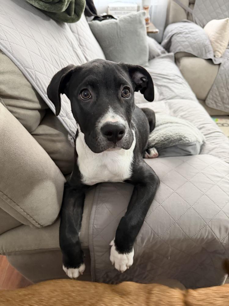 Hopper, Adoptable, Puppy Male Labrador Retriever & Pit Bull Terrier.