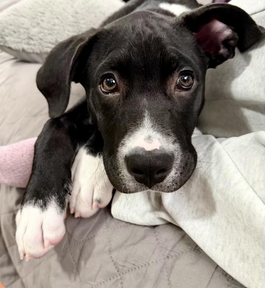 Hopper, a Adoptable mixed breed in Greenlawn, NY image 2/6