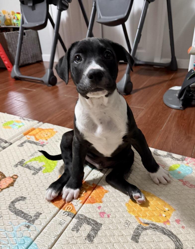 Hopper, Adoptable, Puppy Male Labrador Retriever & Pit Bull Terrier.