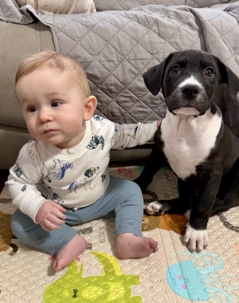 Enlarge Hopper, a Adoptable mixed breed in Greenlawn, NY image 4/6