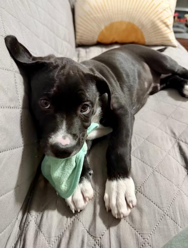 Enlarge Hopper, a Adoptable mixed breed in Greenlawn, NY image 5/6