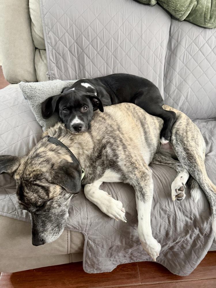 Hopper, a Adoptable mixed breed in Greenlawn, NY image 4/6