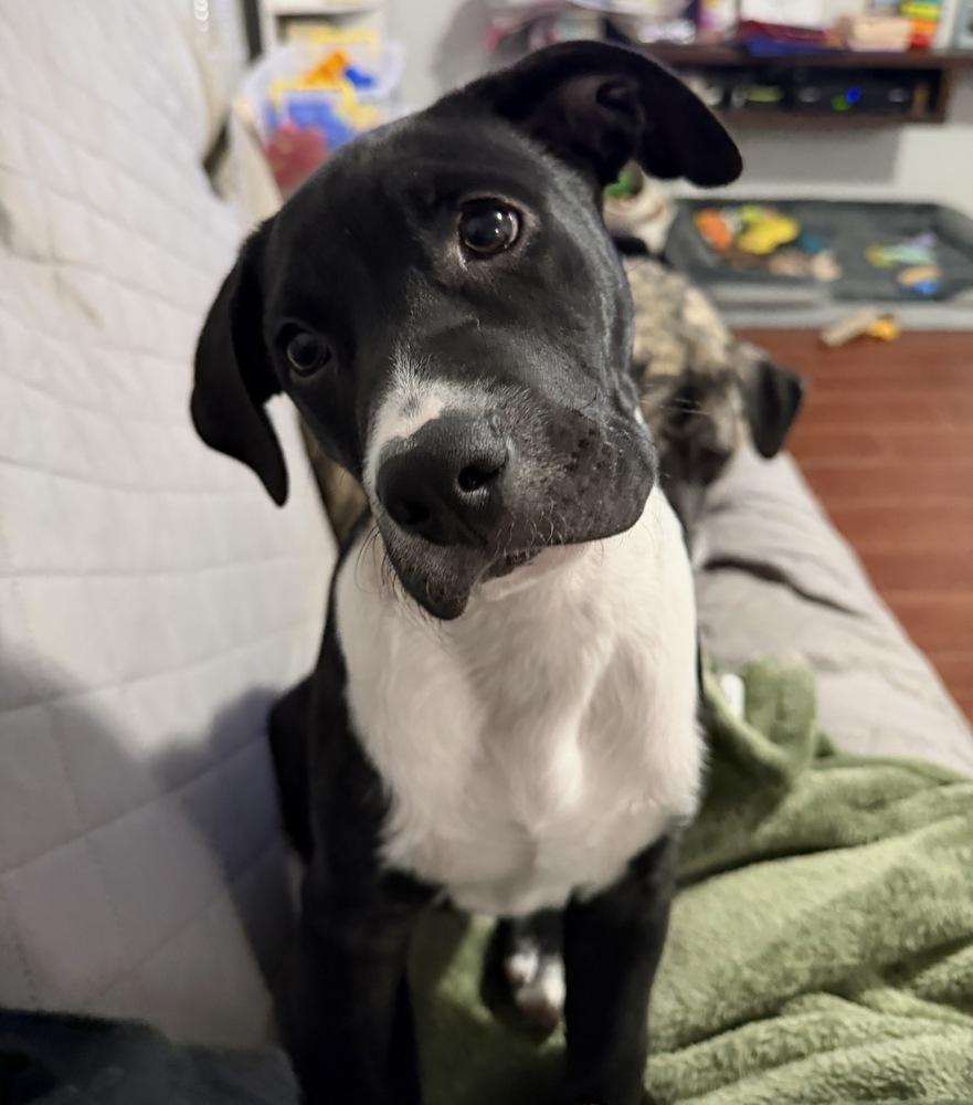 Hopper, a Adoptable mixed breed in Greenlawn, NY image 5/6