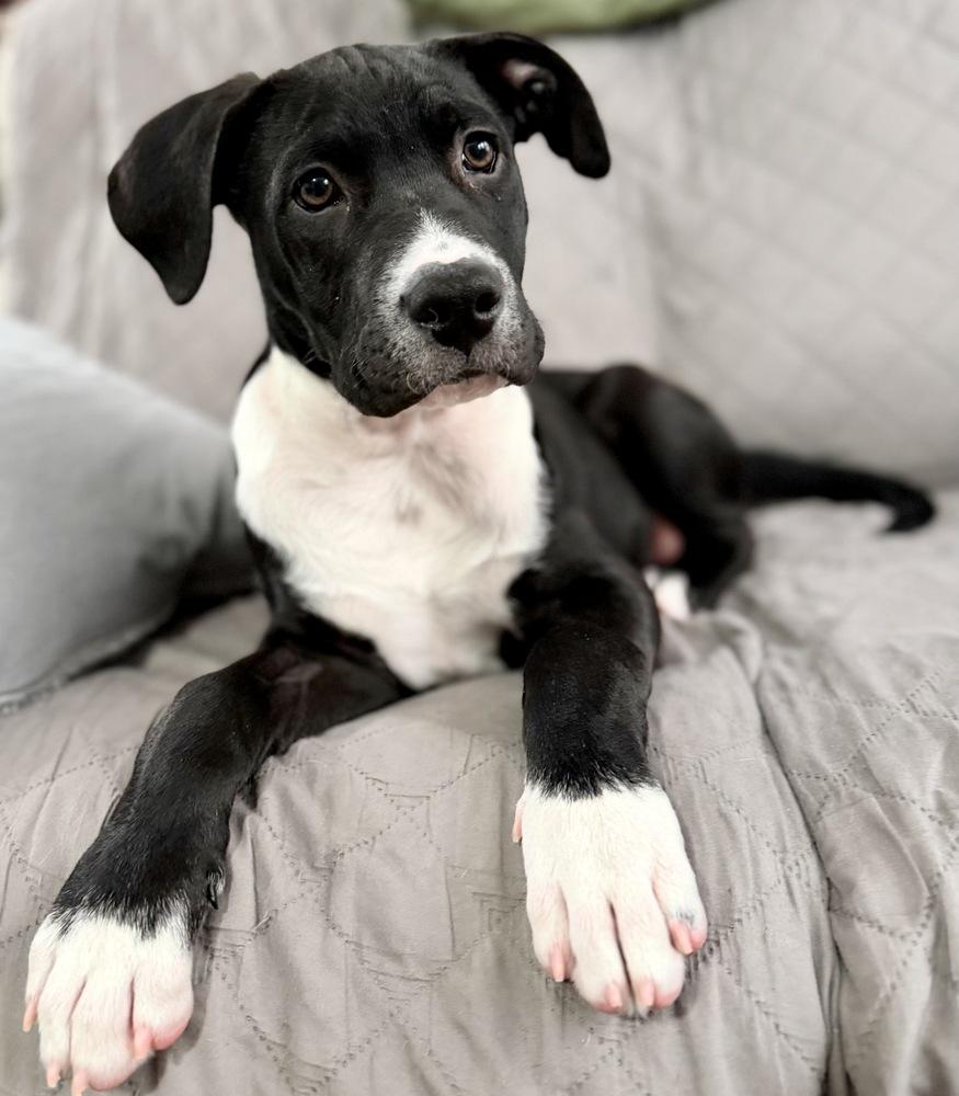 Hopper, a Adoptable mixed breed in Greenlawn, NY image 6/6