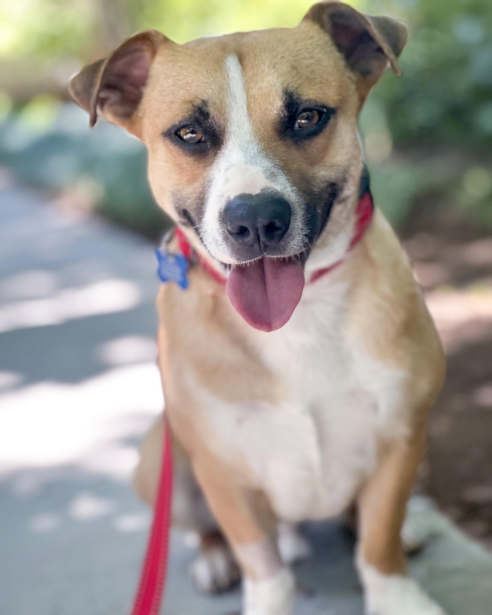 Sully, Adoptable, Young Male Corgi & Beagle.
