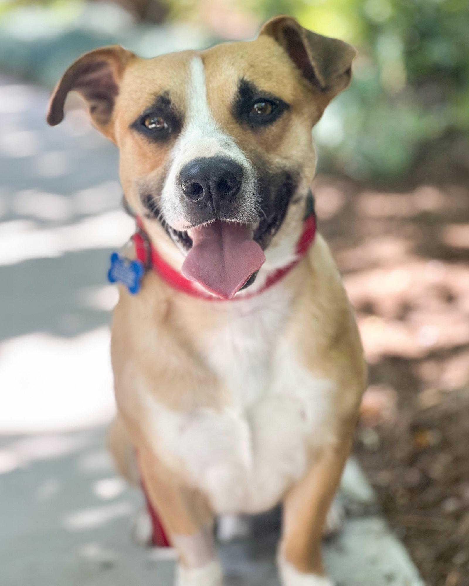 Enlarge Sully, a Adoptable mixed breed in Corona, CA image 2/3